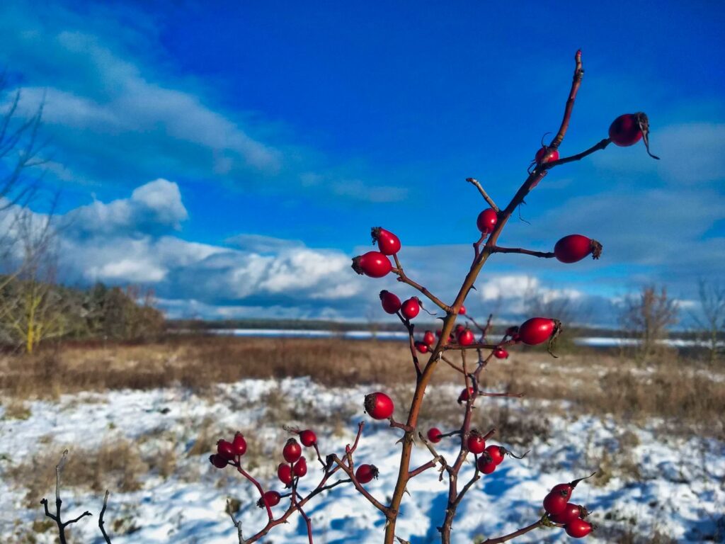 Hagebutten im Winter