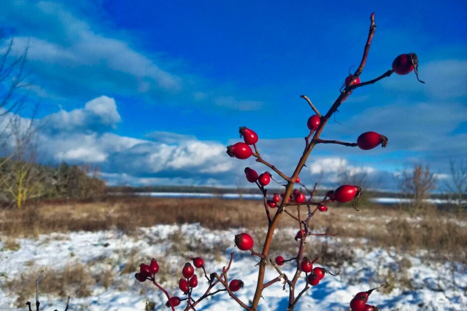 Hagebutten im Winter